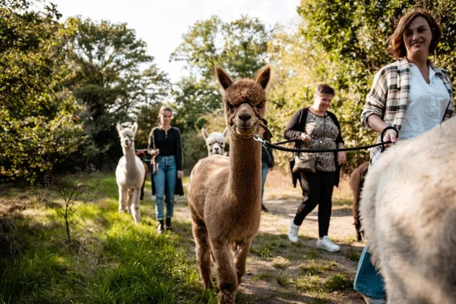 Wandelen met alpaca's als leuk uitjes voor een tweede pinksterdag 2025 met het hele gezin.