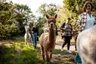 Wandelen met alpaca's als leuk uitjes voor een tweede pinksterdag 2025 met het hele gezin.