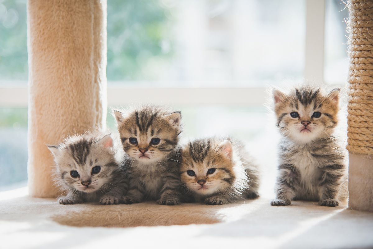 Column Rachel Rosier Kittens