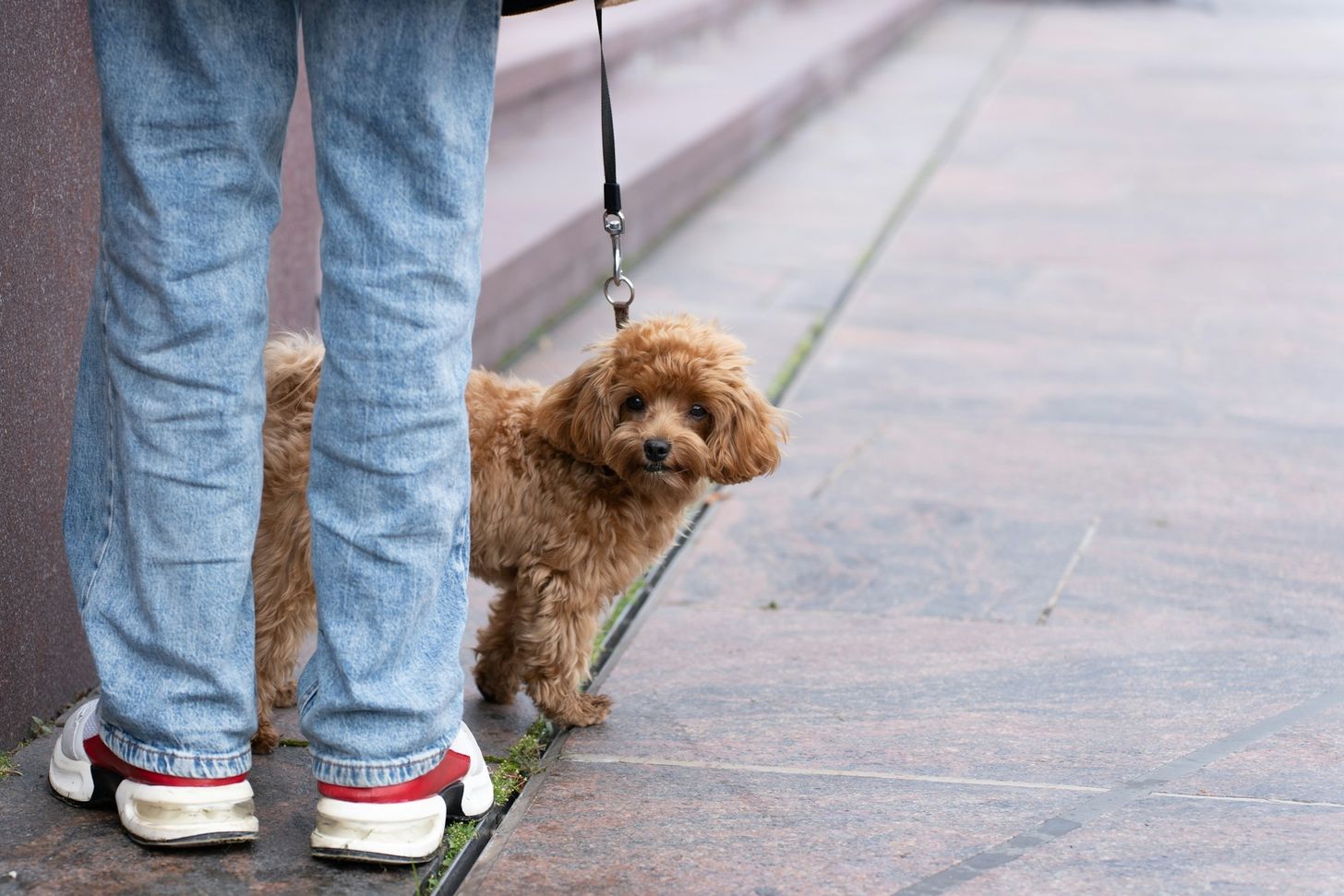 Omdenken voor ouders: 'Mijn dochtertje slaat onze hondjes'