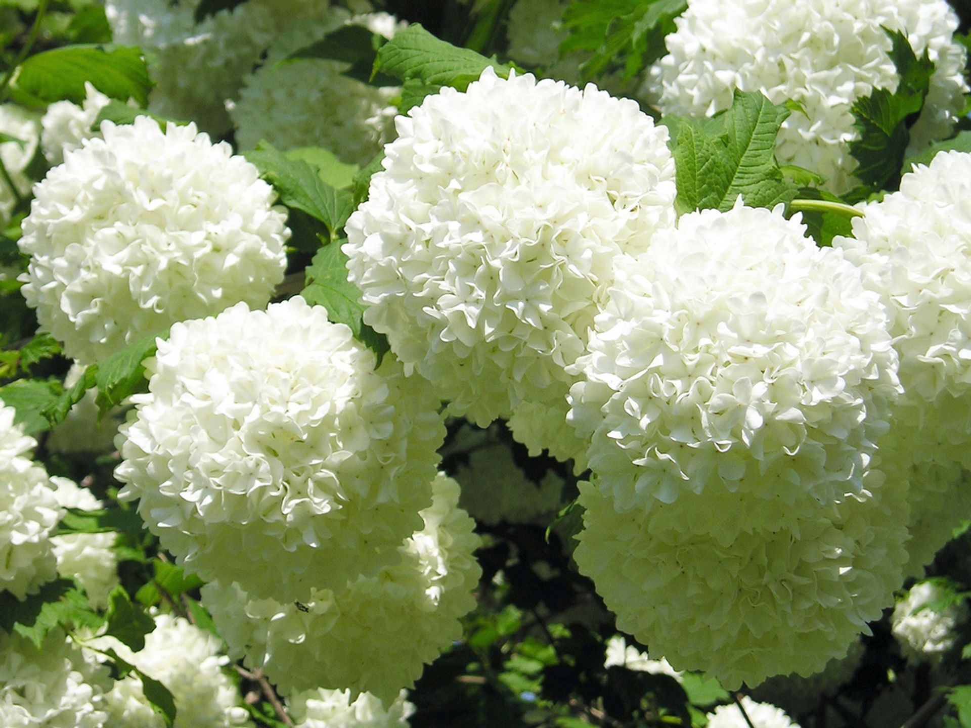 Close-up van meerdere virburnum bloemen sneeuwballen
