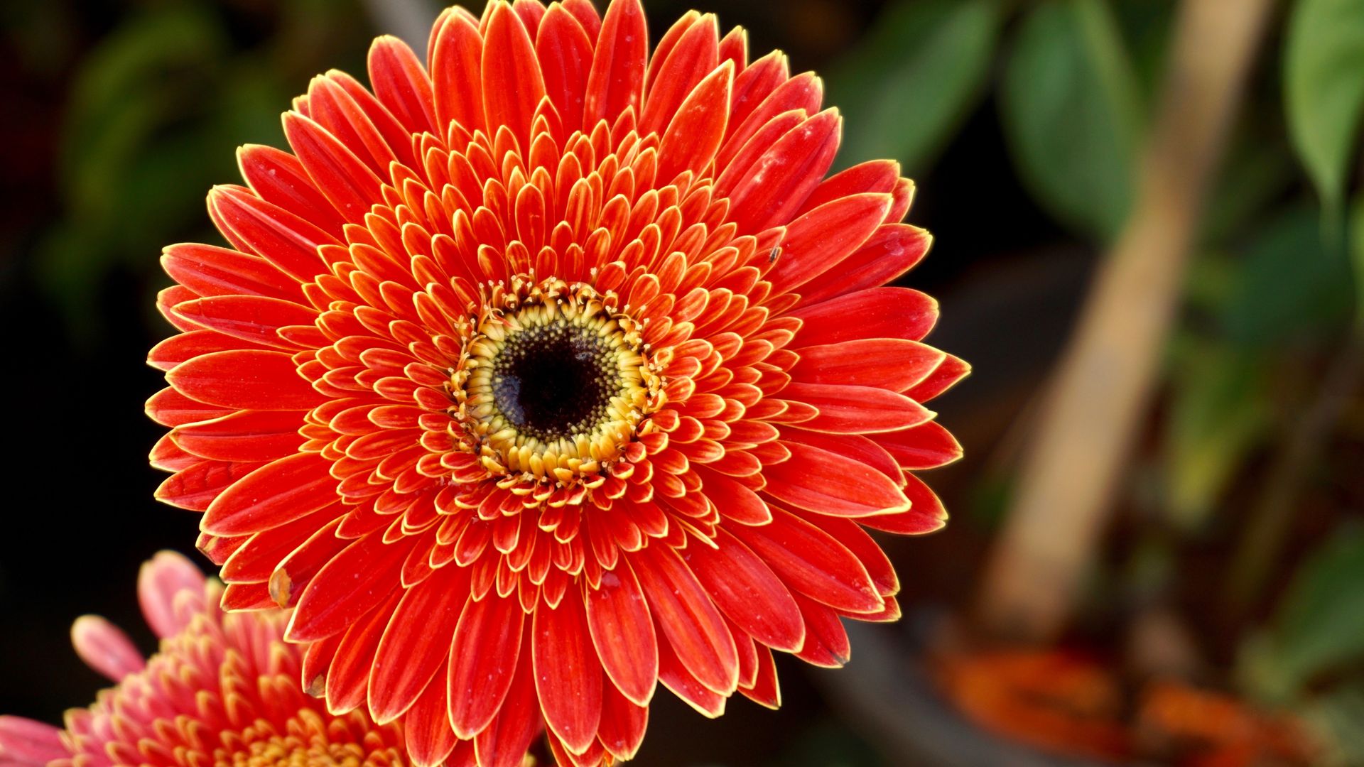 een close-up van een donker oranje gerbera, bekende bloemen
