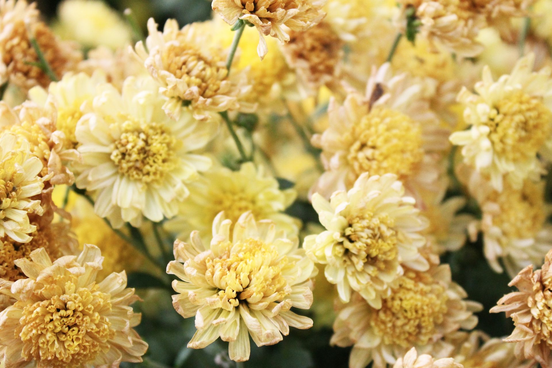 Close-up van gele chrysanten bloemen