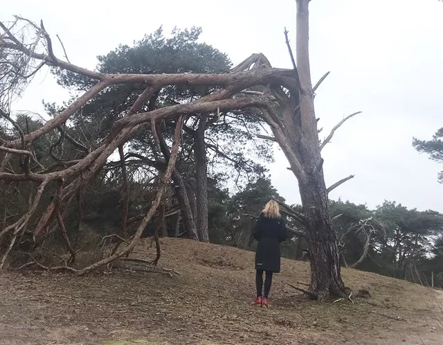 Uitgelichte afbeelding