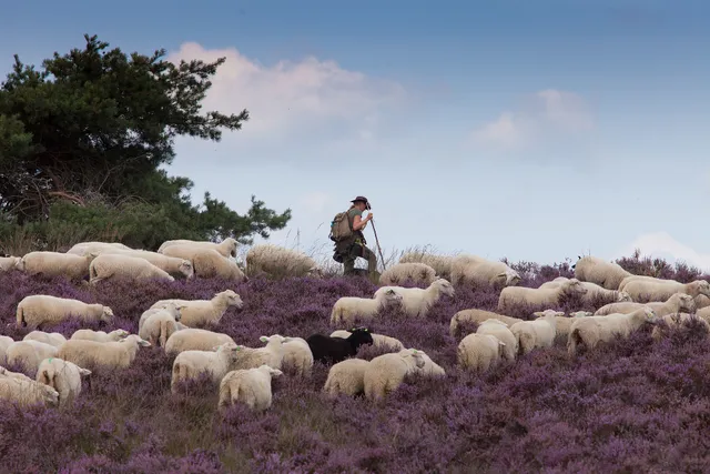 Uitgelichte afbeelding